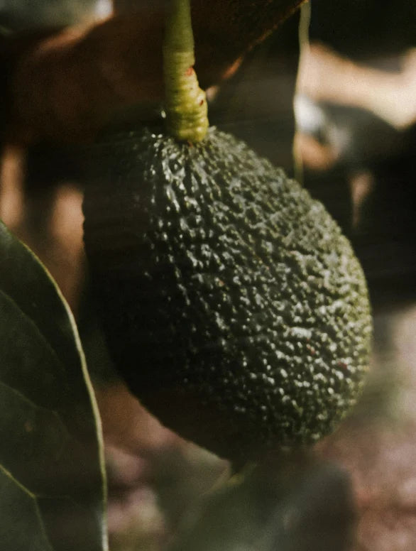 Avocado Oil