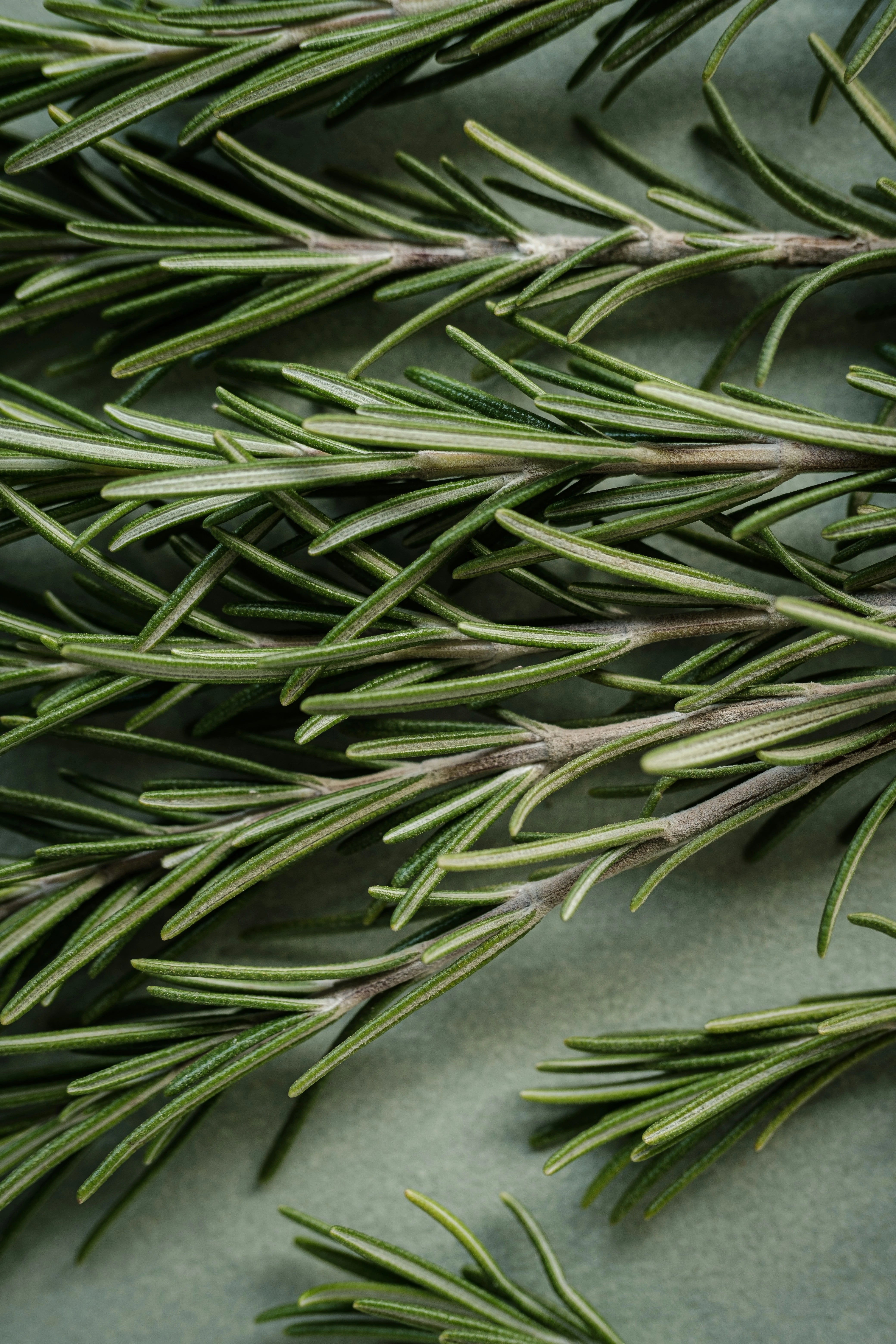 Rosemary Extract
